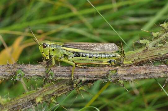 Imagem de Stethophyma