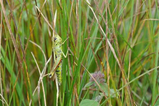 Image of Stethophyma