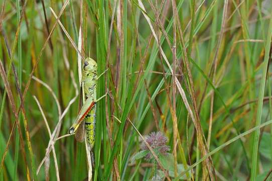 Image of Stethophyma