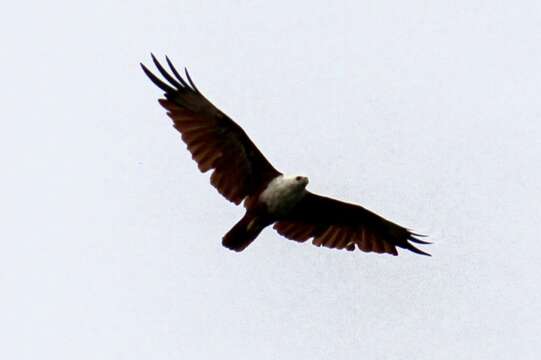 Image of Brahminy Kite