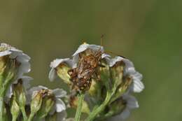 Stictopleurus resmi