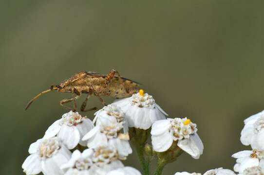 Image of Stictopleurus