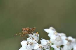 Stictopleurus resmi