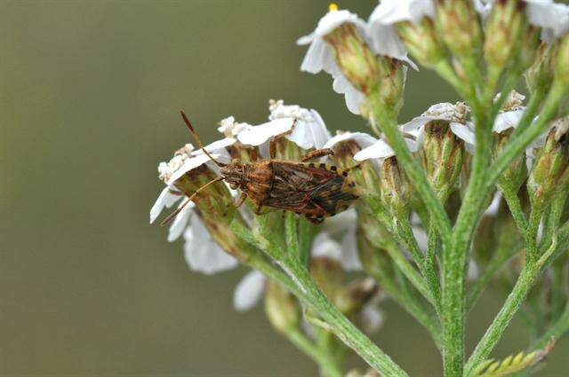 Stictopleurus resmi