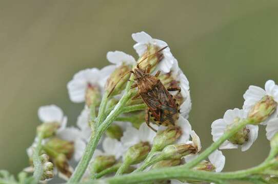 Stictopleurus resmi