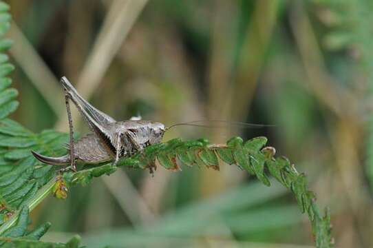 Image of Pholidoptera