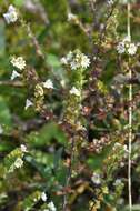 Imagem de Euphrasia arctica Lange ex Rostrup