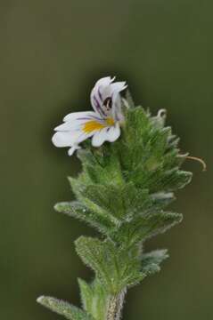 Imagem de Euphrasia dunensis Wiinst.