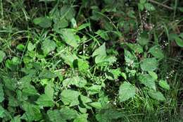 Image of enchanter's nightshade