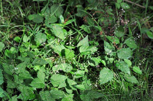 Image of enchanter's nightshade