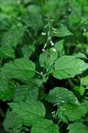 Image of enchanter's nightshade