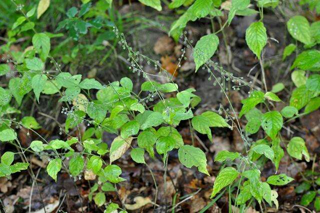 Image of enchanter's nightshade