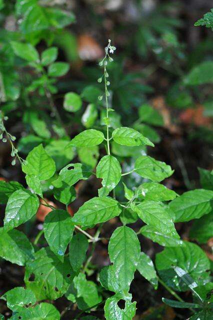 Image of enchanter's nightshade