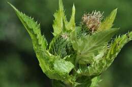 Image of thistle