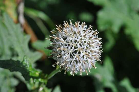 Image of globethistle