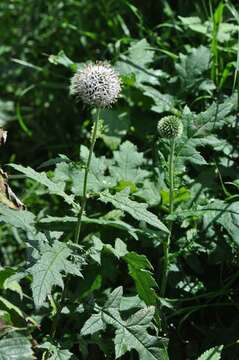 Image of globethistle