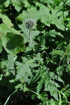 Image of globethistle