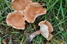 Image of Birch Milkcap