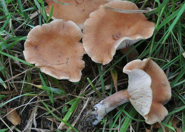 Image of Birch Milkcap