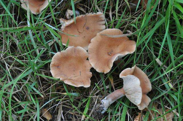 Image of Birch Milkcap