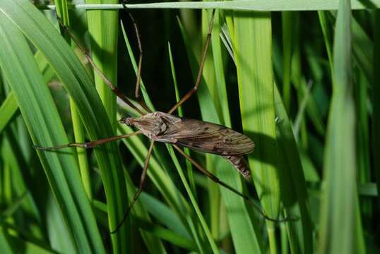 Image of Eutonia