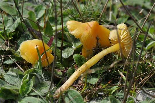 Image of Hygrocybe acutoconica (Clem.) Singer 1951