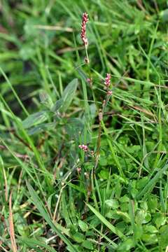 Image of Pygmy Smartweed