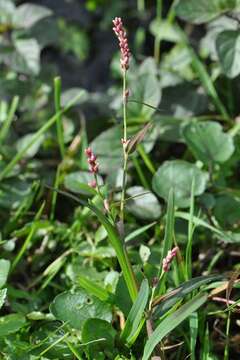 Image of Pygmy Smartweed