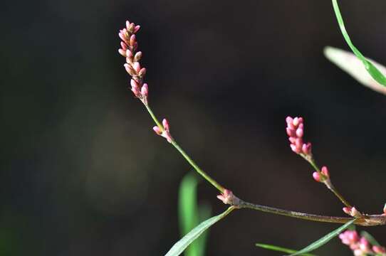 Image of Pygmy Smartweed