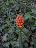 Imagem de Arum cylindraceum Gasp.