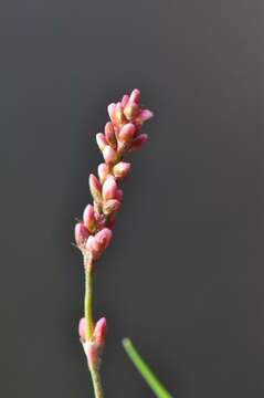 Image of Pygmy Smartweed