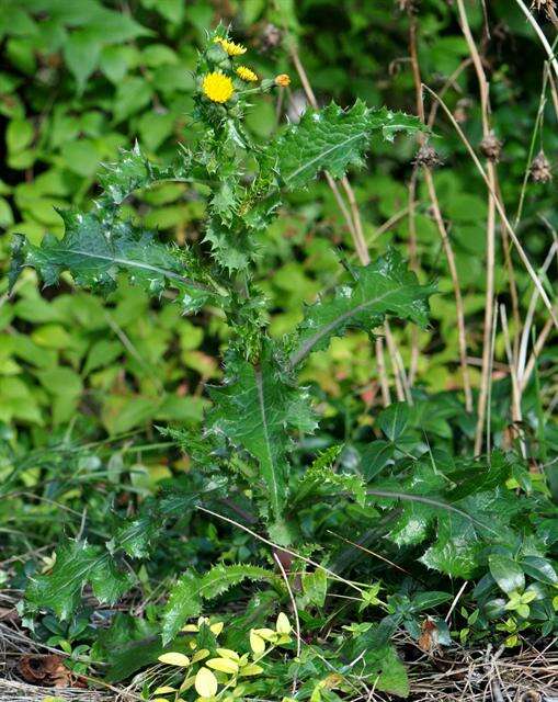 Plancia ëd Sonchus