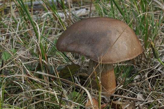 Imagem de Tylopilus