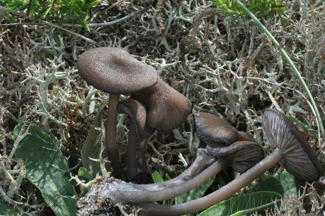 Image of Entoloma caesiocinctum (Kühner) Noordel. 1982