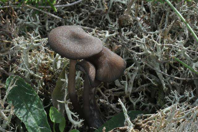 Image of Entoloma caesiocinctum (Kühner) Noordel. 1982