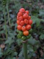 Image of Arum cylindraceum Gasp.