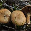 Inocybe agardhii (N. Lund) P. D. Orton 1960 resmi