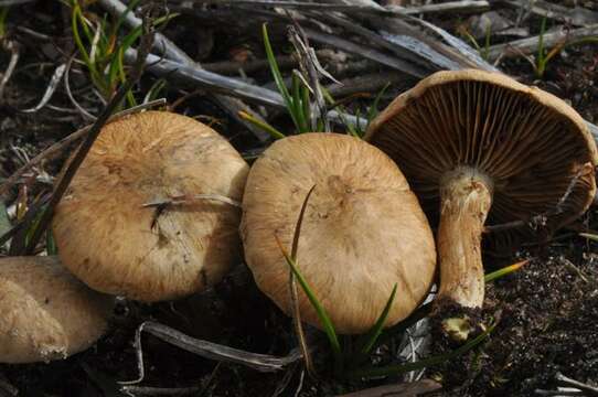 Inocybe agardhii (N. Lund) P. D. Orton 1960 resmi