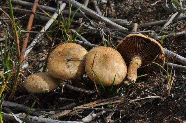 Imagem de Inocybe agardhii (N. Lund) P. D. Orton 1960