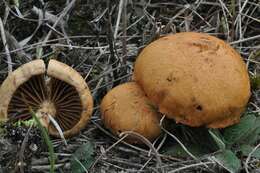 Imagem de Inocybe agardhii (N. Lund) P. D. Orton 1960