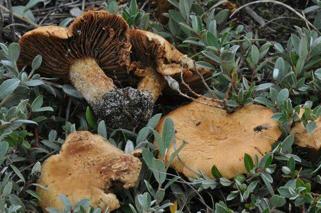 Imagem de Inocybe agardhii (N. Lund) P. D. Orton 1960