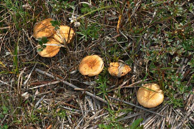 Imagem de Inocybe agardhii (N. Lund) P. D. Orton 1960