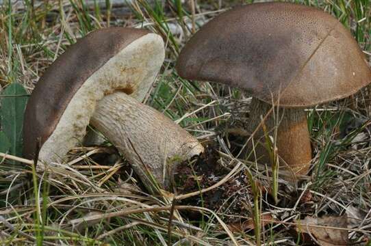 Imagem de Tylopilus