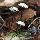 Marasmius rotula (Scop.) Fr. 1838 resmi