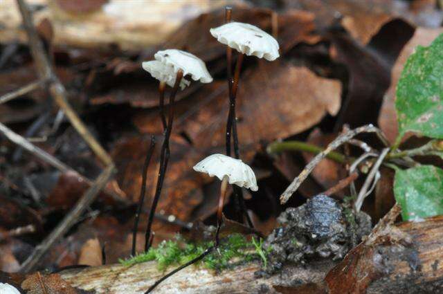 Image of Marasmius