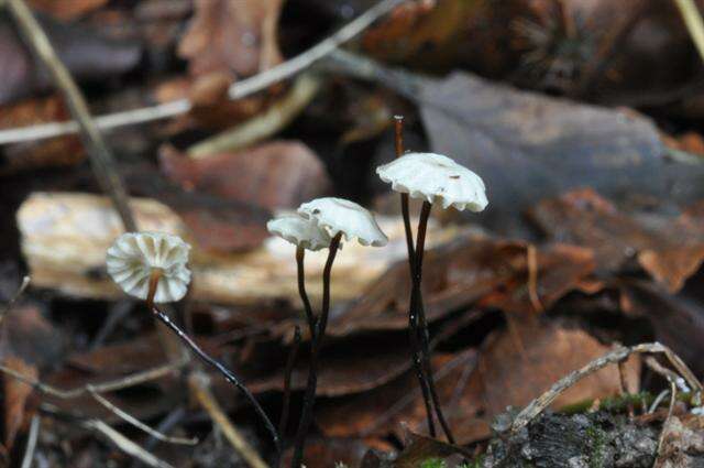 Image of Marasmius