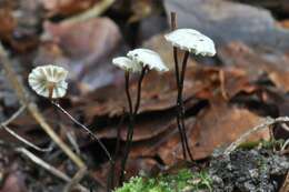 Image of Marasmius