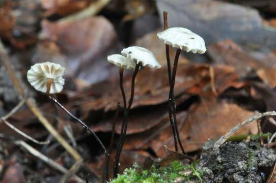 Image of Marasmius