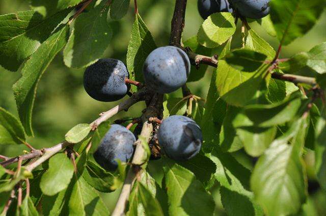 Plancia ëd Prunus domestica L.