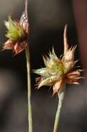 Image of dwarf rush